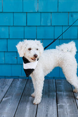 Bandana pour chien - Taches