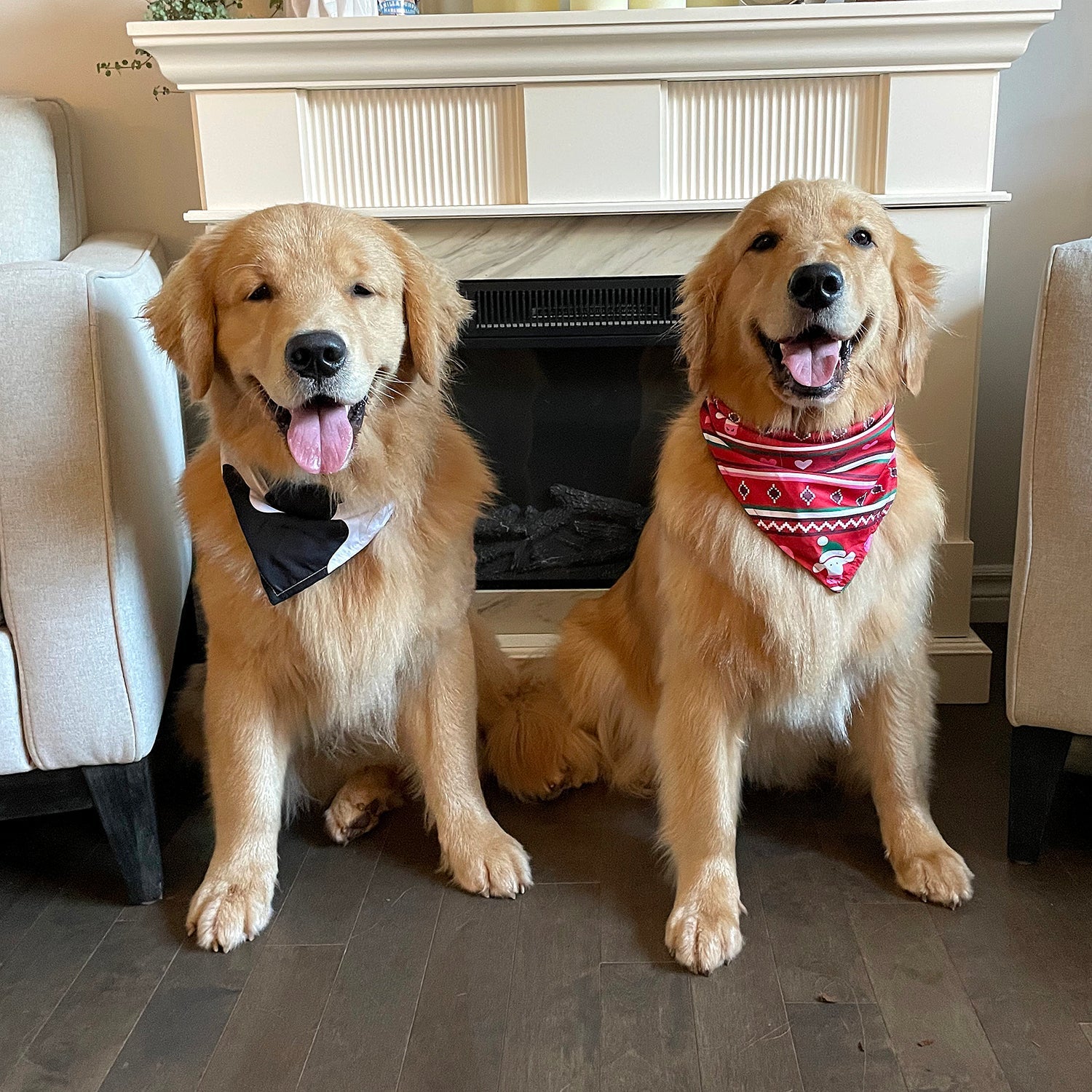 Bandana pour chien - Taches