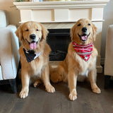 Bandana pour chien - Noël
